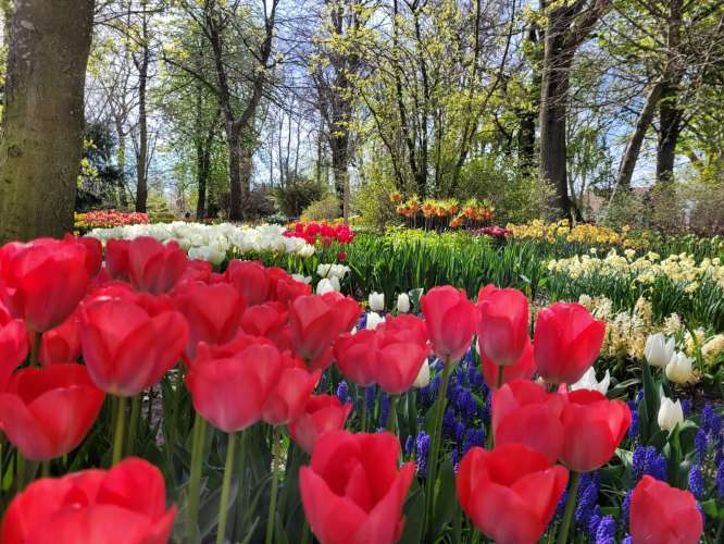 Poldertuin Anna Paulowna ( kleine Keukenhof)